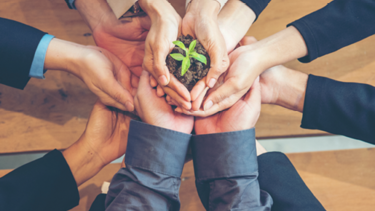 Bild Hände mit Setzling